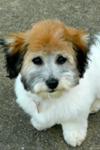 Vinny  - Tri Colored Coton de Tulear