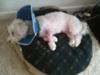 Mooch after his surgery