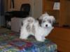 Tuffy at four months