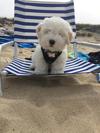 Teddy at the beach