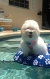 Pool Puppy