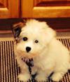 Rudy Best Coton Ever