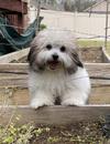 Shiloh helping with gardening 