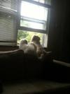 barking out the window - Spanky & Gleason