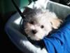 Spanky in his booster seat