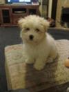 Brucy - Coton de Tulear