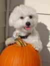 Casper and his pumpkin :o)