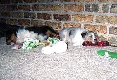 Tired little Shelties