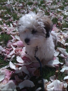 Toby loves springtime!