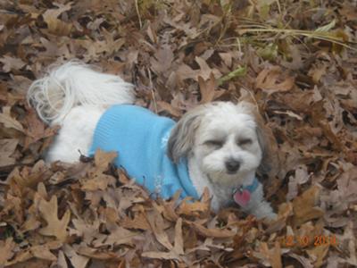 Playing in Leaves... 