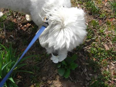 Tuffy Tastes a Pansy