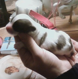 Newborn Tuffy on his breeder's foot