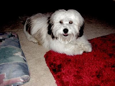 Tri-Color 1 yr.,shaved to White at 2 yrs