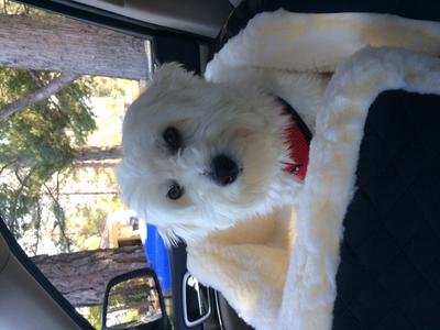 Trying out his new car seat :)