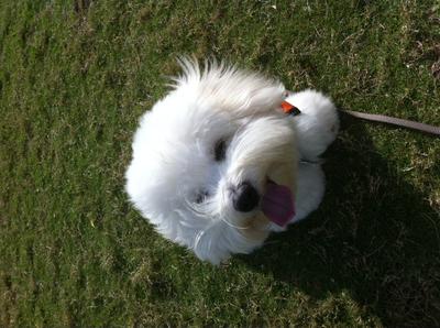 Westy at Bay Front Dog Walk