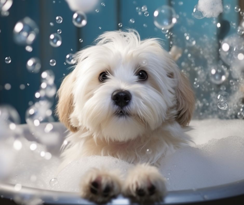 Coton de Tulear bath