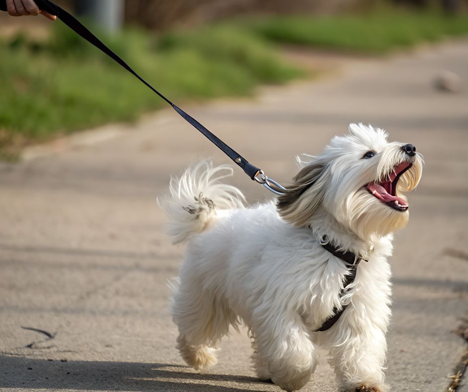 leash-reactivity