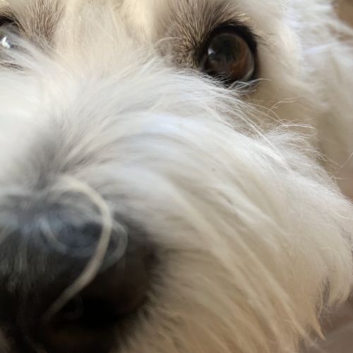 coton de Tulear black nose