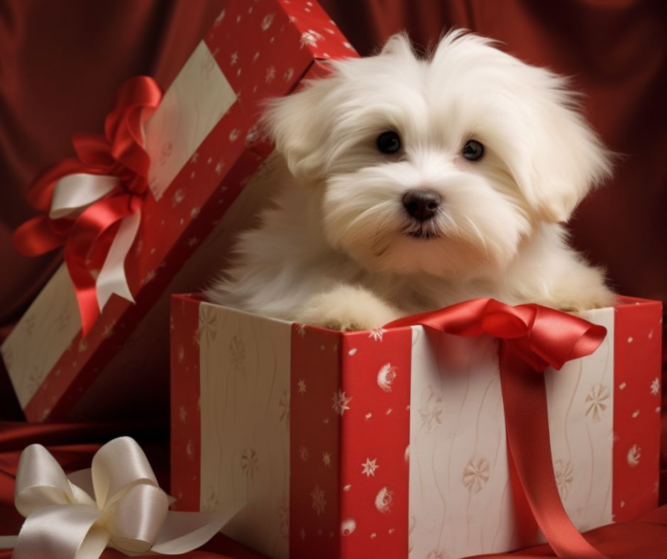 Cute Coton de Tulear in a holiday gift box. Discover the best way to surprise someone with a puppy.