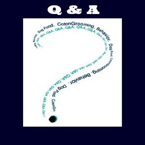 coton de tulear questions