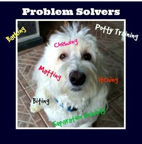 coton de tulear problem solvers