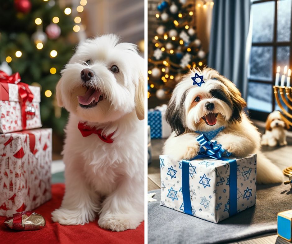 Coton de Tulear celebrating Christmas and Hanukkah