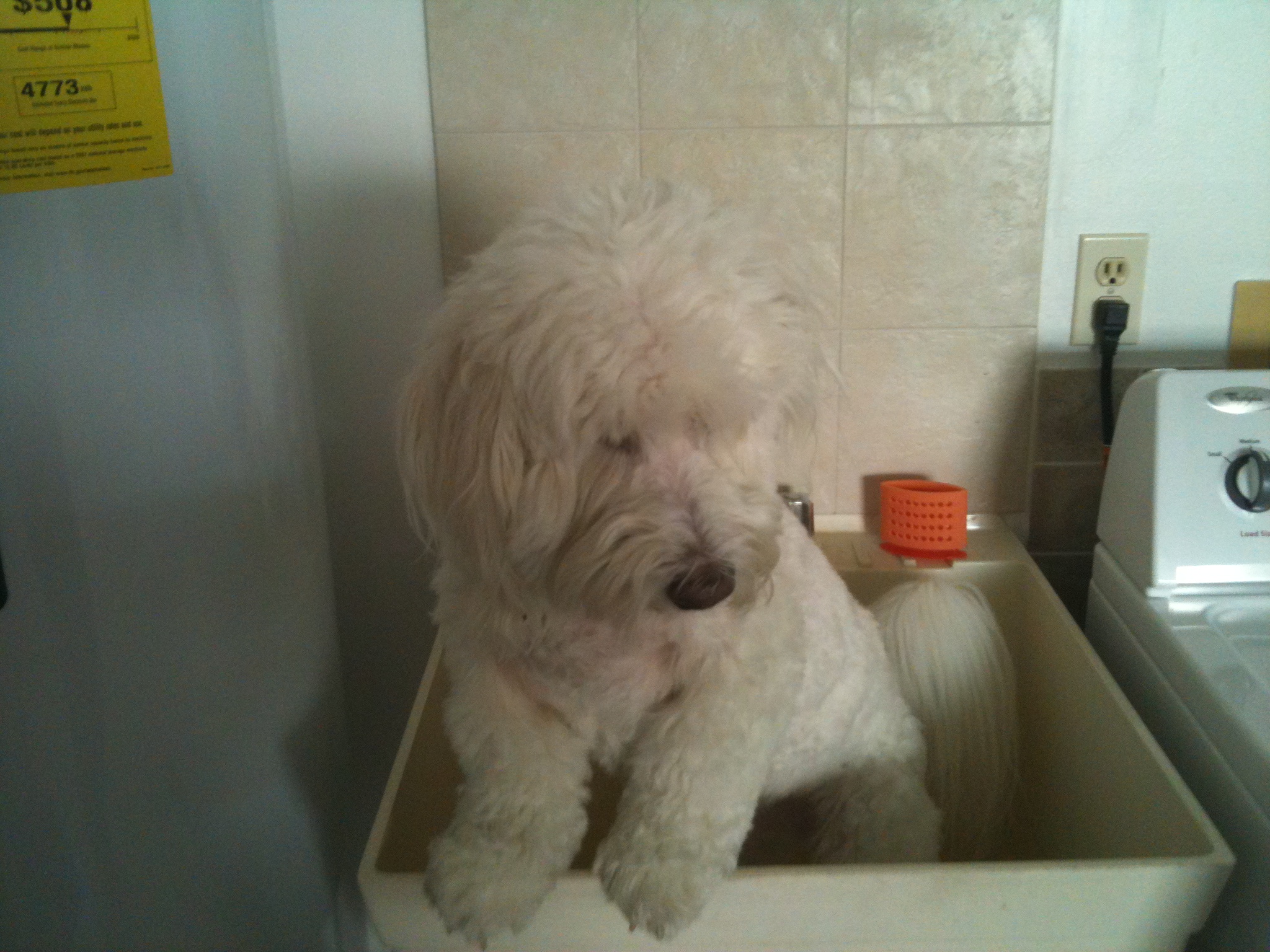 coton de tulear in sink getting a bath