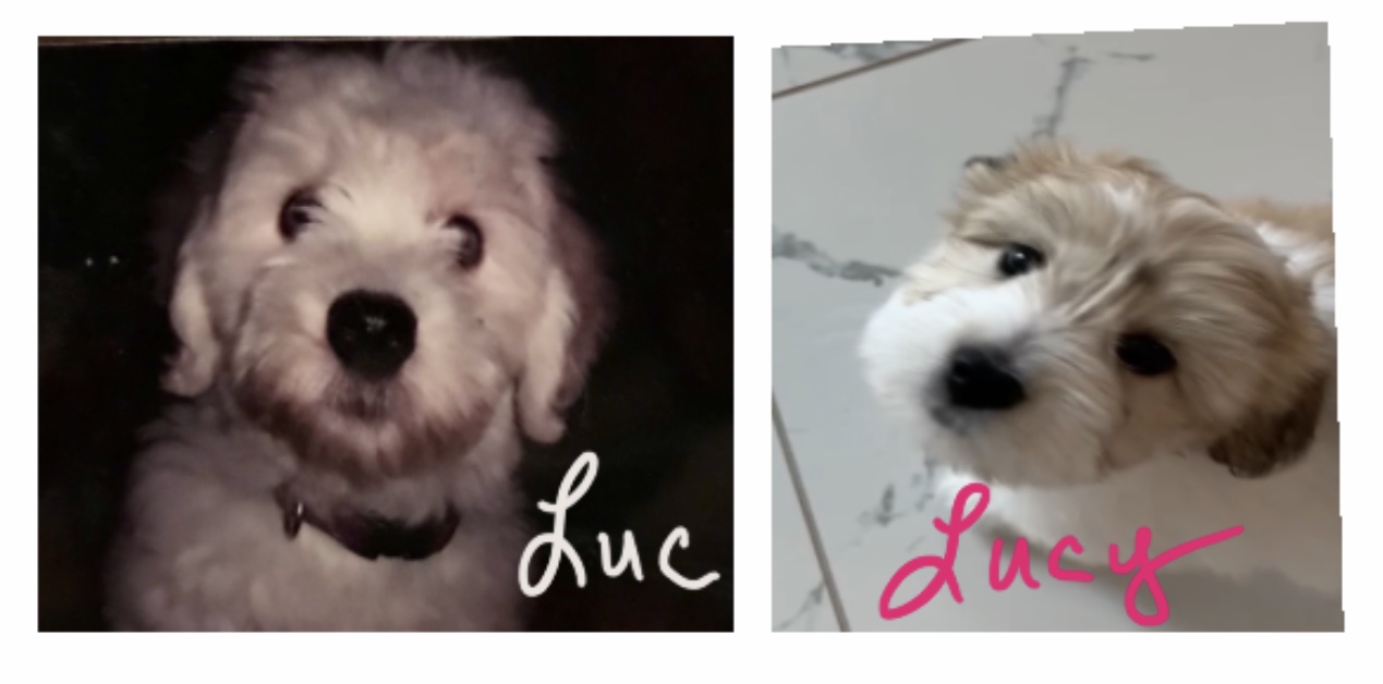 coton de tulear puppies - luc and lucy