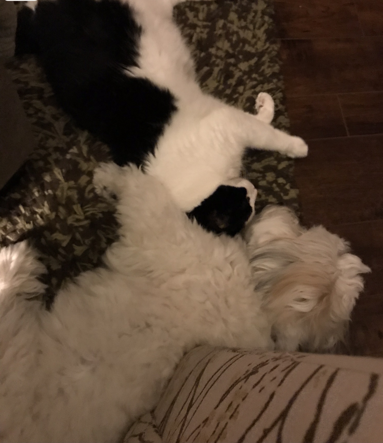 Coton de Tulear sleeping with cat