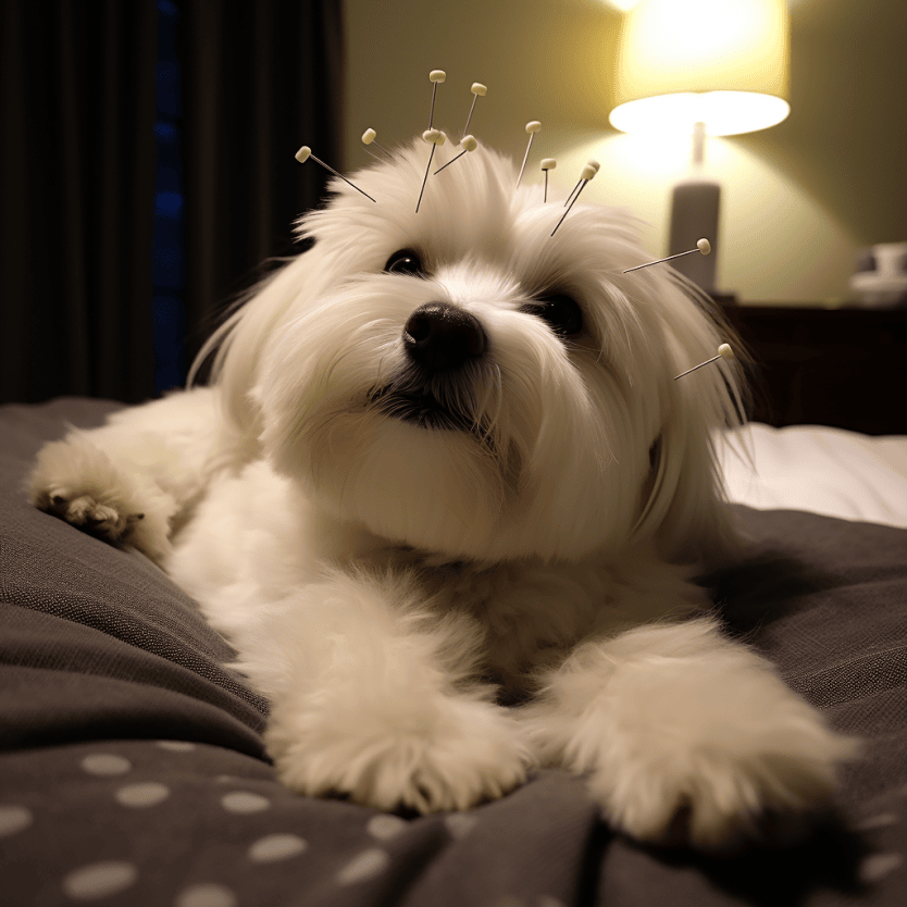 Coton de Tulear getting acupuncture (created with Midjourney)