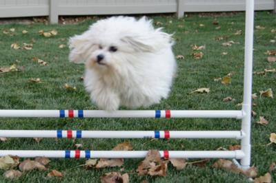 agility training