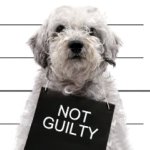 guilty dog