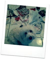 coton de tulear behavior