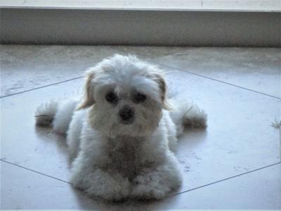 Blue-Florida Coton