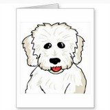 coton de tulear notecards