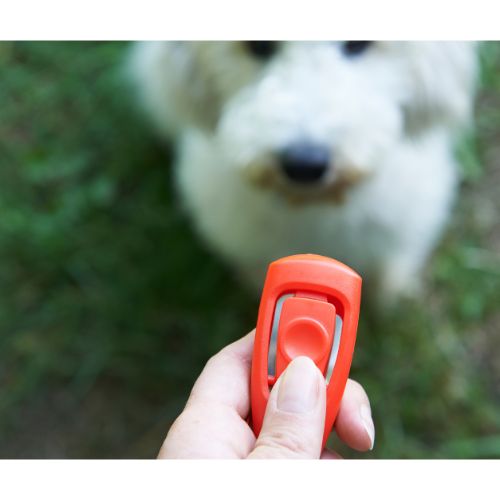 dog clicker training