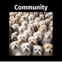 Join our Coton de Tulear community