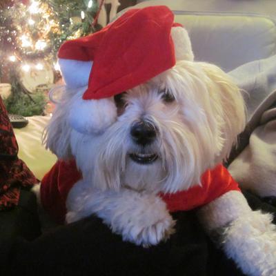 Coton De Tulear Havernese Mix Coton De Tulear Havernese Mix