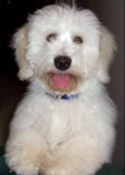 coton de tulear