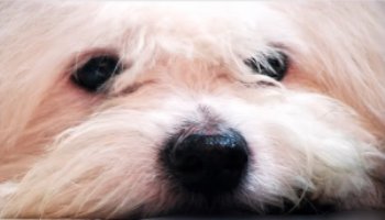 coton de tulear closeup