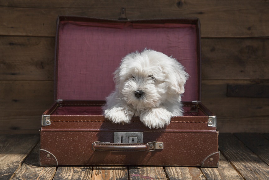 coton de tulear