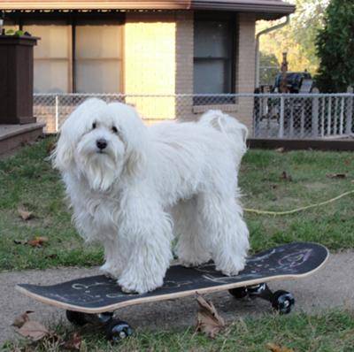coton de tulear ohio coton de tulear ohio