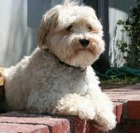 coton de tulear, ma