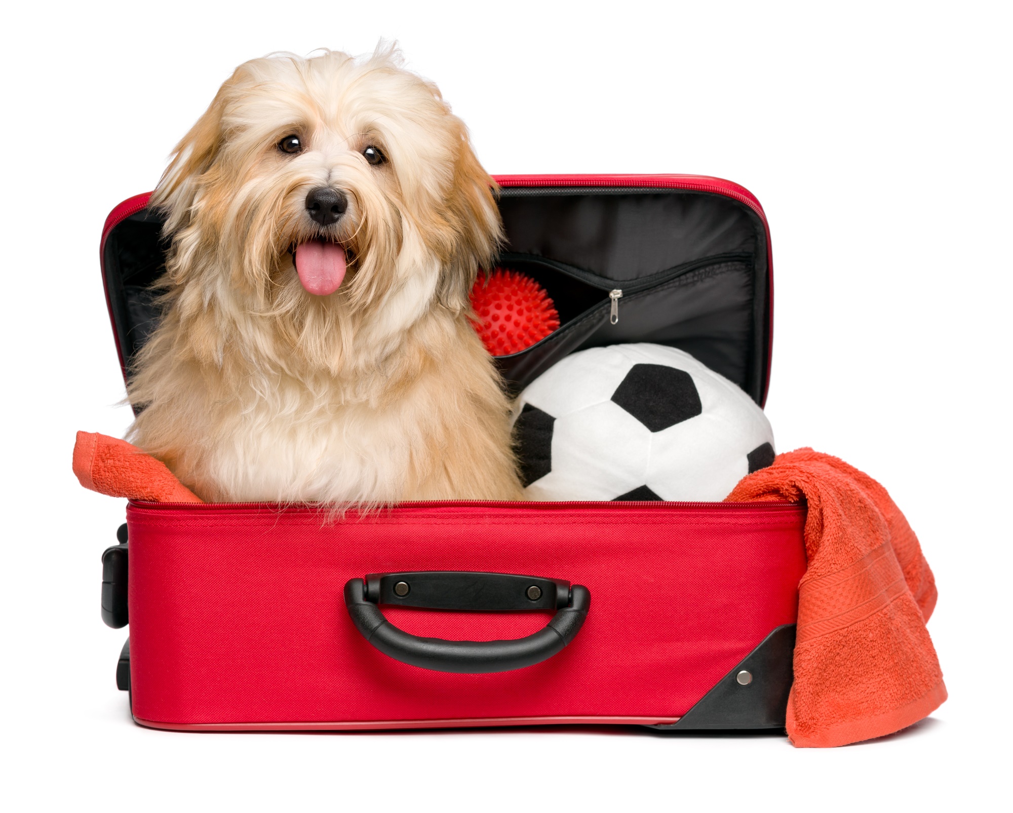 coton de tulear travel