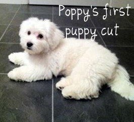 Coton de Tulear puppy cut