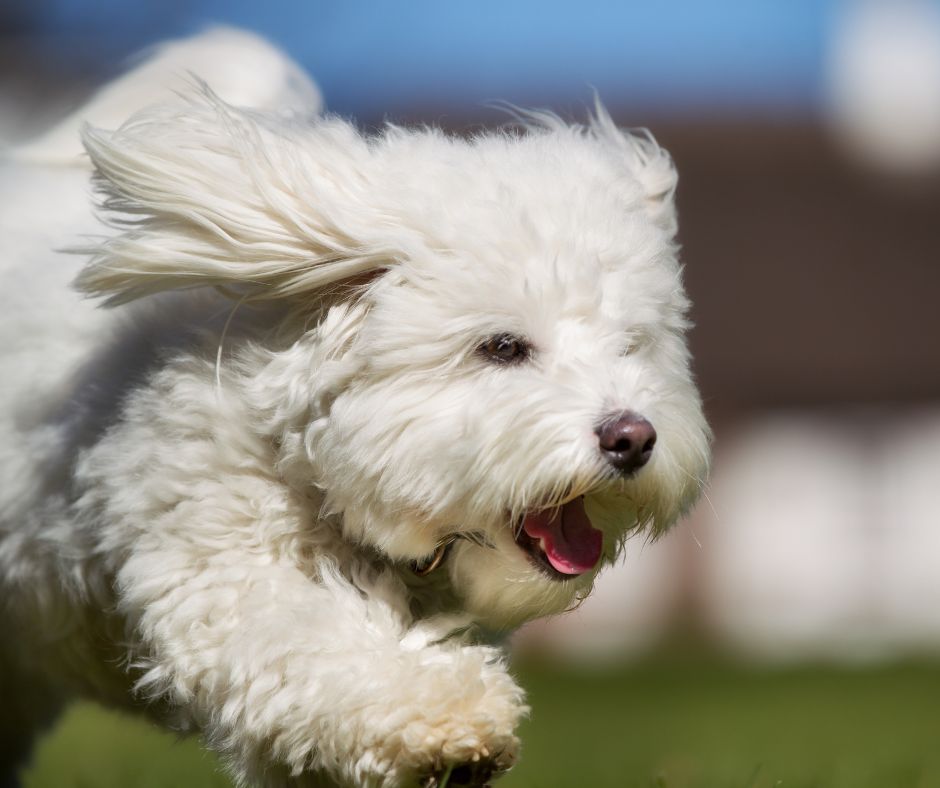 running Coton de Tulear - agility training