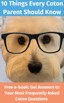 Coton de Tulear typing on a laptop