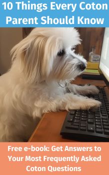 Coton de Tulear signing up for newsletter on laptop