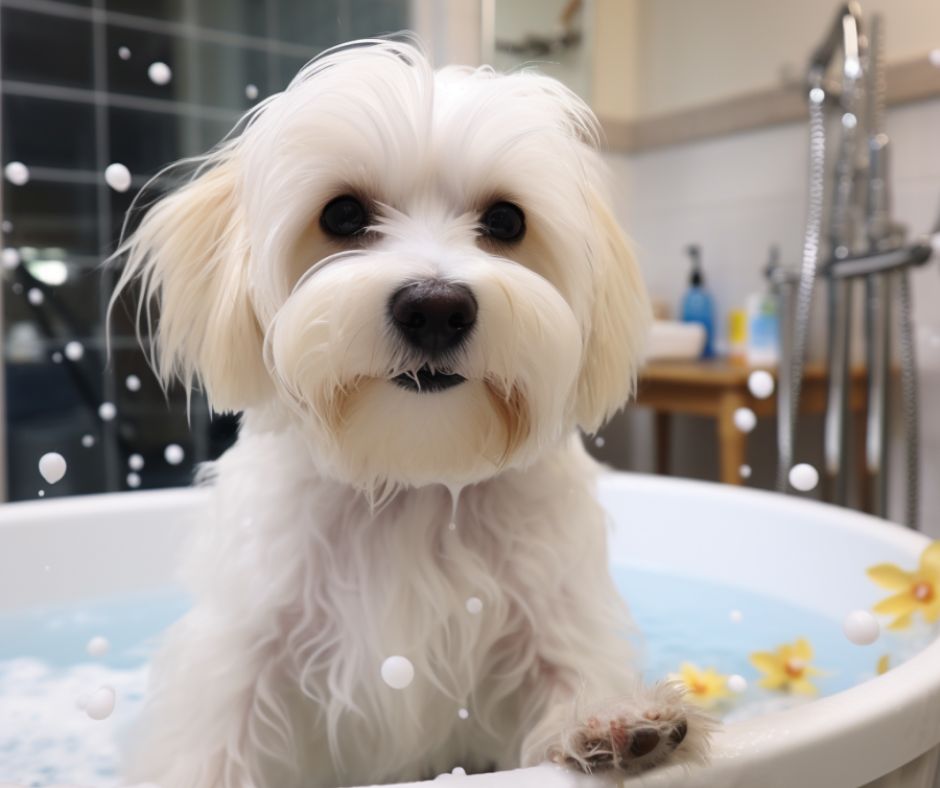 coton de tulear getting a bath