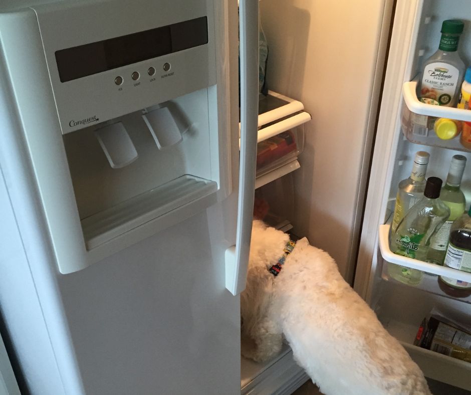 Coton de Tulear checking out food in the refrigerator